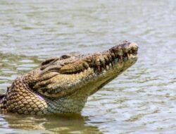Seorang Pria di Koltim Tewas, Diduga diterkam Buaya saat Memasang Jaring Ikan