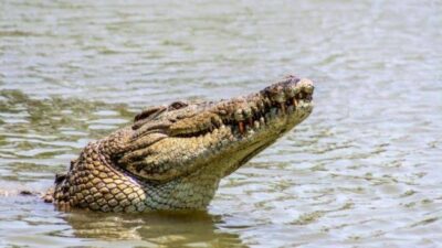 Seorang Pria di Koltim Tewas, Diduga diterkam Buaya saat Memasang Jaring Ikan