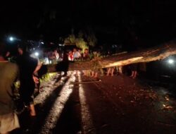 Pohon Tumbang karena Angin Kencang, Beberapa Ruas Jalan Di Kendari Macet Parah