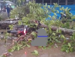 Pengendara Sepeda Motor Tewas Tertimpa Pohon di Konawe 