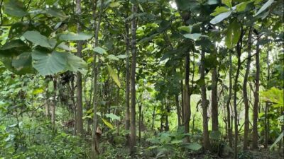 Cerita Seorang Warga Desa Tiraosu Konsel Menjaga Kawasan HTI Berujung Kriminalisasi?