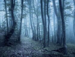 Warga Muna Hilang Secara Misterius Saat Cari Kayu Bakar di Hutan