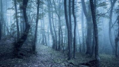 Warga Muna Hilang Secara Misterius Saat Cari Kayu Bakar di Hutan