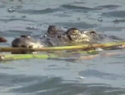 Seorang Warga Pencari Ikan di Konut Diterkam Buaya, Jasad Korban Ditemukan Tak Utuh