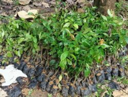 Kejati Sultra Diminta Periksa Pengadaan Bibit Kopi di Bombana Yang Menelan Anggaran Rp9,9 Miliar
