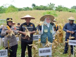 Tekan Inflasi, Pemkot Kendari Bakal Memberikan Bantuan Pupuk ke Kelompok Tani