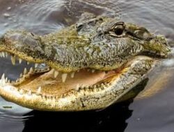 Diduga Diterkam Buaya, Warga Konsel Hilang Saat Mencari Pokea