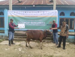 Idul Adha, Komitmen Perusahaan PT MS Bagikan Tiga Desa Sapi Kurban di Kecamatan Angata