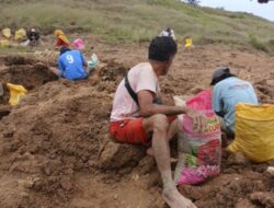 Aktivitas Penambangan Ilegal Batu Cinnabar di Bombana Meresahkan, Kelompok Ternak Sapi Minta APH Bertindak