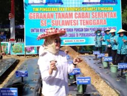 Kota Kendari Menjadi Titik Penanaman Cabai Serentak Se-Sultra