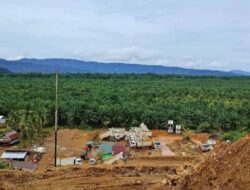 Garap Hutan Tanpa Izin, PT Sumber Bumi Putera Wajib Bayar Denda Administratif