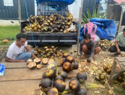 Buah Lontar yang Kaya Khasiat dan Kini Tersedia di Kota Kendari