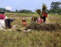 LBH Kasasi Sultra Dampingi Petani di Bombana Menuntut Penyesuaian Harga Gabah Sesuai Instruksi Presiden