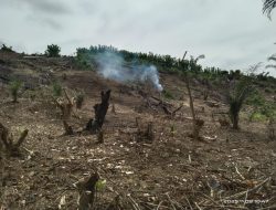 Tolak Penanaman Sawit di Taman Nasional Rawa Aopa, Petani di Konsel Minta Pemerintah Prioritaskan Pertanian