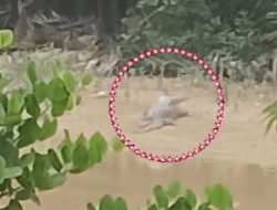 Geger, Kemunculan Buaya Di Sungai Wanggu Pasar Baru Wuawua Kendari, Warga Diminta Waspada