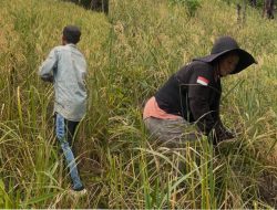 Masyarakat Tolaki di Desa Pudahoa-Mowila Masih Pertahankan Budidaya Padi Ladang atau Gogo