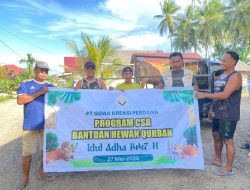 Sambut Idul Adha, PT GKP Tebar 19 Ekor Sapi Kurban Gerakkan Ekonomi Desa