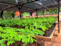 Dari Data ke Aksi, PT GKP Gunakan Monitoring Biodiversitas untuk Pengelolaan Lingkungan Wawonii